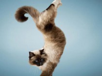 [美图] 超搞笑的“瑜伽猫”